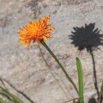 Crepis aurea Sonstige