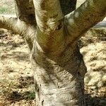 Quercus agrifolia Corteza