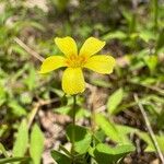 Oxalis suksdorfii Flor