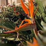 Strelitzia reginaeŽiedas