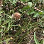 Centaurea decipiens Flower