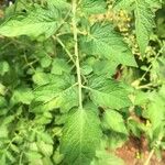 Solanum rostratum Blad