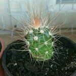 Echinocereus stramineus Ліст