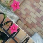 Ipomoea coccinea Flower