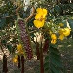 Senna silvestris Fruto