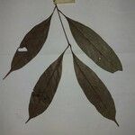 Talisia hexaphylla 葉