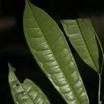 Vantanea parviflora 葉