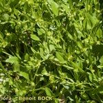 Ranunculus lateriflorus 整株植物