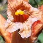 Orobanche laserpitii-sileris Flower