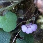 Cymbalaria aequitriloba Flower