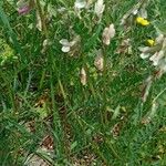 Vicia pannonica Habitus