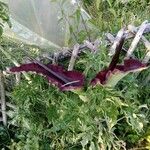 Dracunculus vulgaris Агульны выгляд