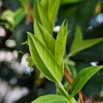 Lonicera fragrantissima Leaf