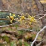 Hamamelis virginianaΛουλούδι