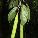 Fridericia schumanniana Blatt