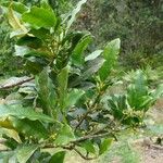 Garcinia densiflora Vivejo