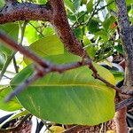 Atalantia buxifolia Leaf