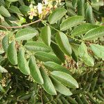 Afzelia bipindensis Hábito