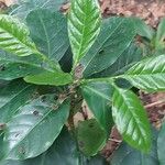 Coffea stenophylla Liść