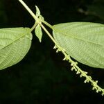 Gonzalagunia panamensis List