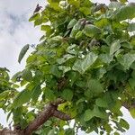 Catalpa ovataFuelha