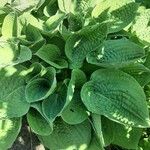 Hosta sieboldiana List