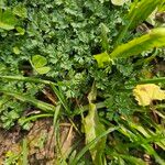 Alchemilla australis Blad