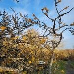 Hamamelis mollis Kora