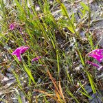 Gladiolus palustris Flor