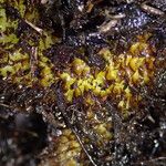 Coniogramme africana Otro