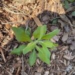 Erigeron pulchellus Leaf