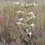 Silene viscosa ফুল