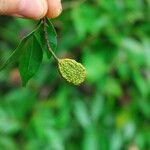 Cynometra mannii Frucht