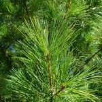 Pinus strobus Deilen