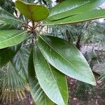 Magnolia virginiana Blatt