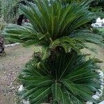 Cycas revoluta عادت