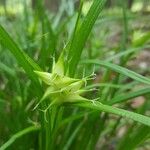 Carex intumescens Blomma