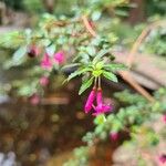Fuchsia microphylla Flor