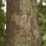 Pachira dolichocalyx Bark