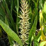 Dracaena hyacinthoides Blomma