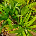 Pandanus amaryllifoliusBlad