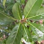 Viburnum odoratissimum Folha