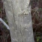 Cordia monoica Écorce