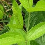 Clematis integrifolia Lapas