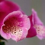 Digitalis thapsi Kwiat