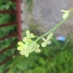 Biscutella auriculata Blomst