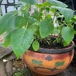 Datura innoxia Yaprak
