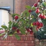 Crataegus × grignonensis