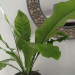 Asplenium nidusList