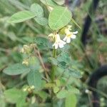 Oxalis barrelieri Leaf